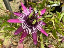 Passiflore - Fleur de la passion